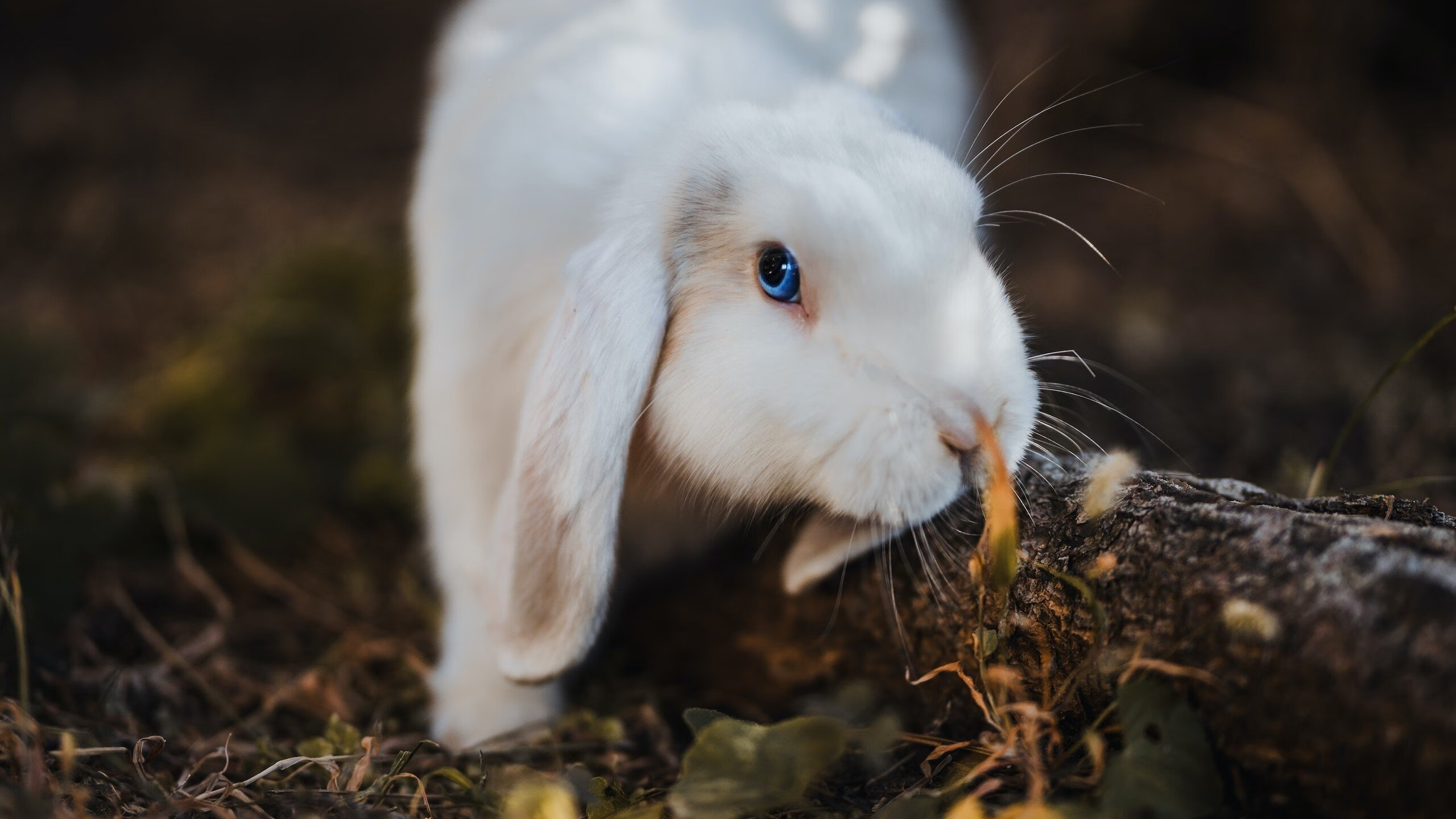 五大联赛是否通过合理换人节奏干扰对手战术部署,五大联赛可以换5人