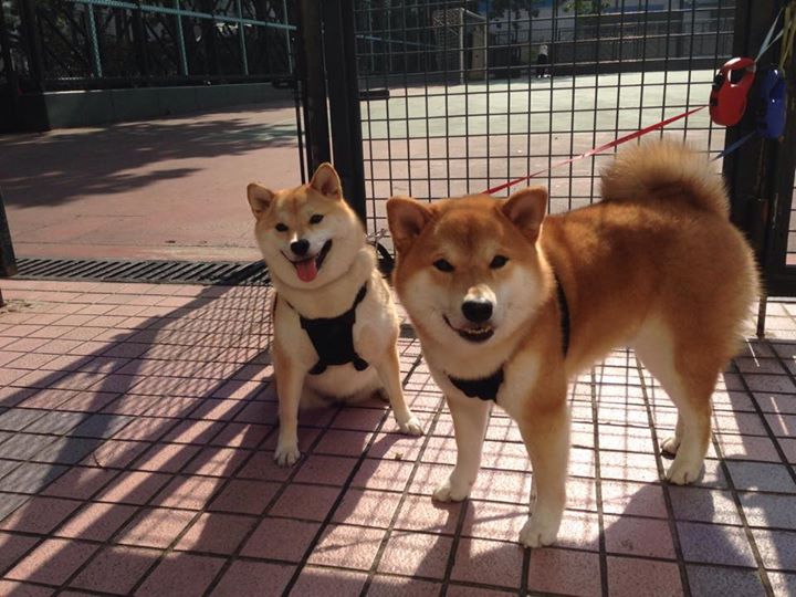 罗马尼亚队赛制深度探讨：如何通过合理安排队员提升整体表现，罗马尼亚队大名单