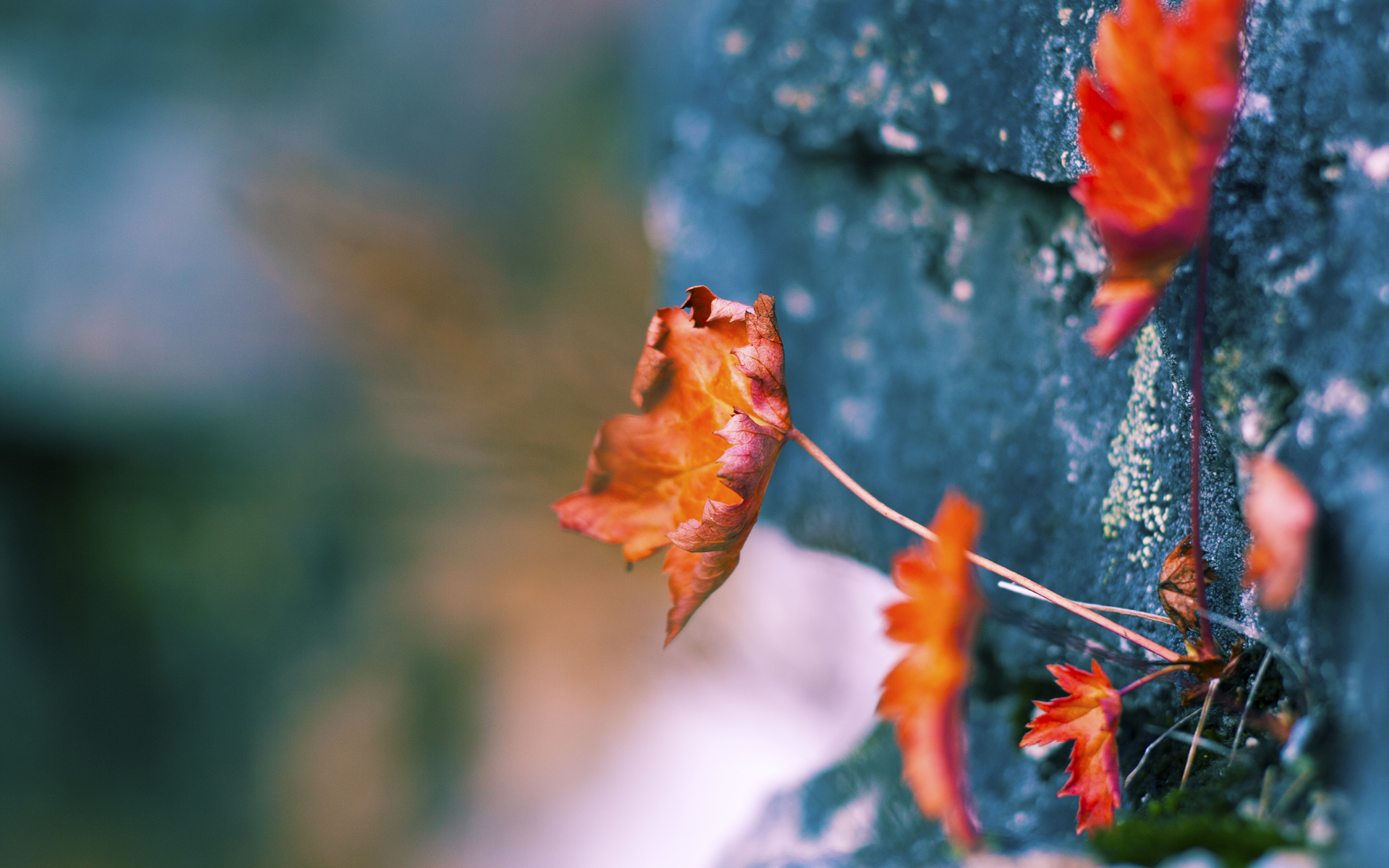 意甲绝佳配合:团队协作引领攻防洪流!,意甲联赛队伍