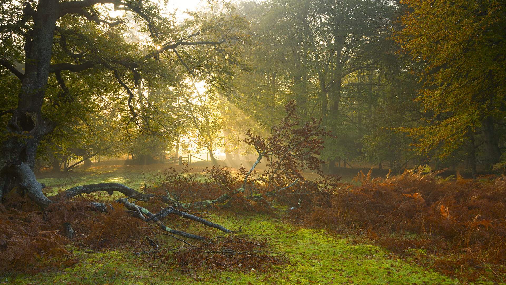 日本队在亚洲赛场持续发力,争取佳绩