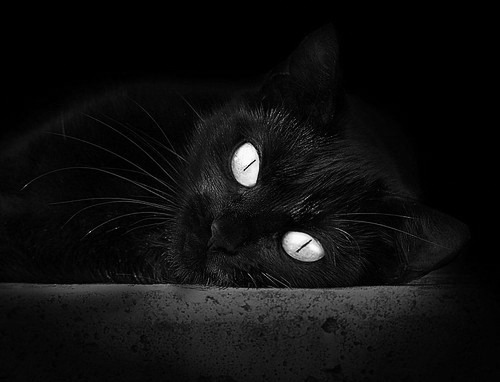 林丹宣布退役全运会,林丹宣布退役视频